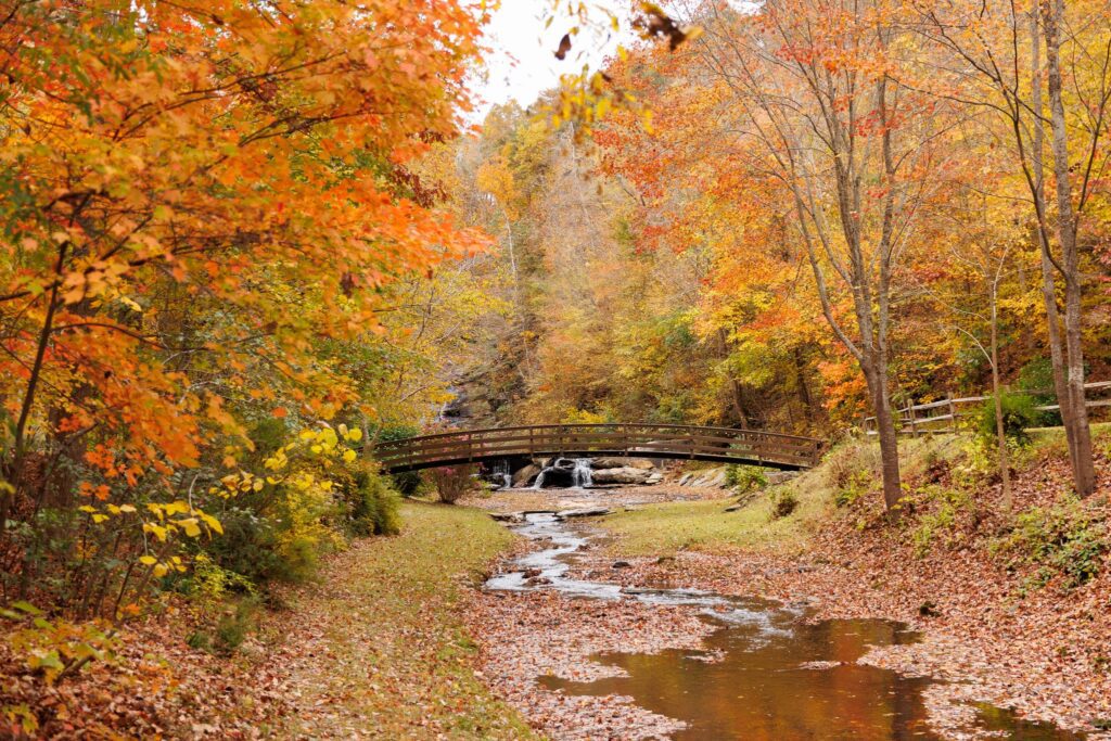 Fall Foliage Timeline for Georgia